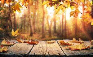 fall foliage in autumn forest